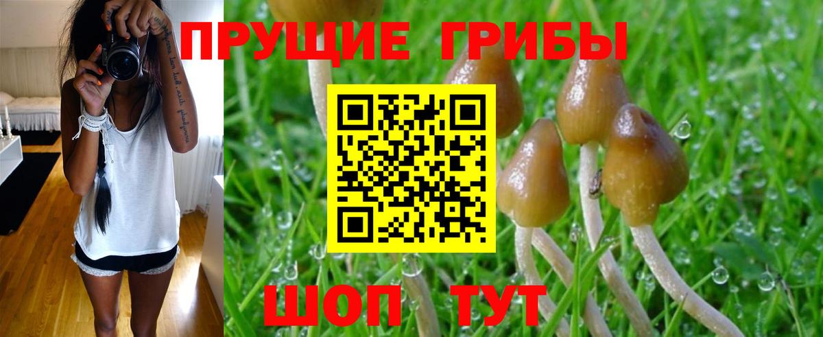 Медногорск  Галлюциногенные грибы GOLDEN TEACHER  Вход с VPN 